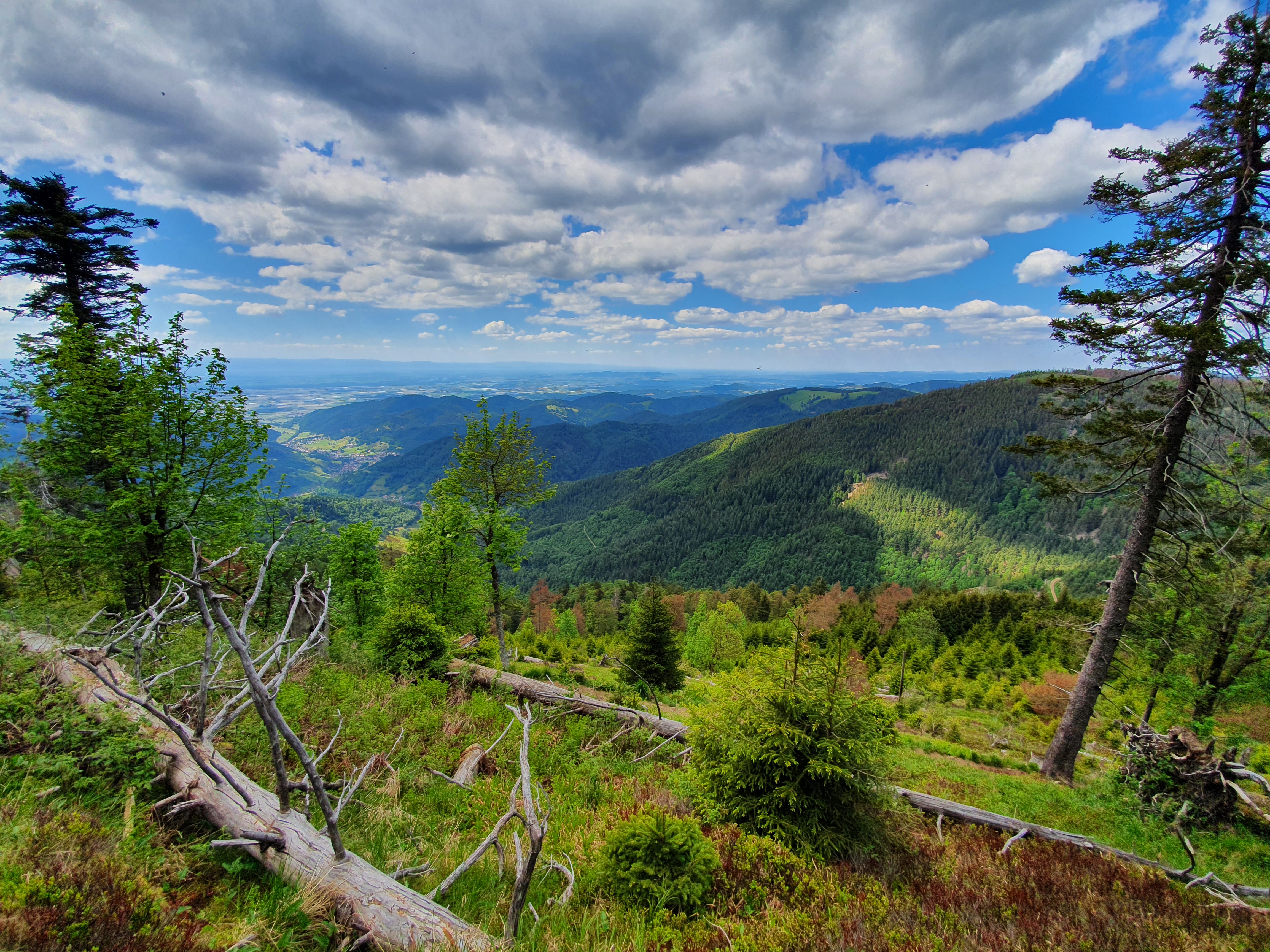 Ausflug Belchen
Der Belchen ist einer der markantesten und mythischsten Berge des Südschwarzwalds – 1.414 m hoch, dritthöchster Gipfel der Region und für viele sogar der schönste Berg des Schwarzwalds. Was ihn einzigartig macht, ist eine Mischung aus Geologie, Panorama, Mythologie und Natur.